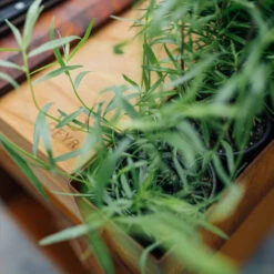 Brasero Plancha Island Corten PRO 100 Bois De Teck + Housse - Ofyr -Cuisine Grill Magasin ofyr island pro 100 teck 2020000022121 5